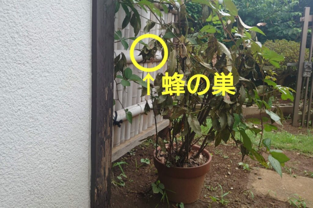 鉢植えの横で虫除けスプレーをしたら大量の蜂！