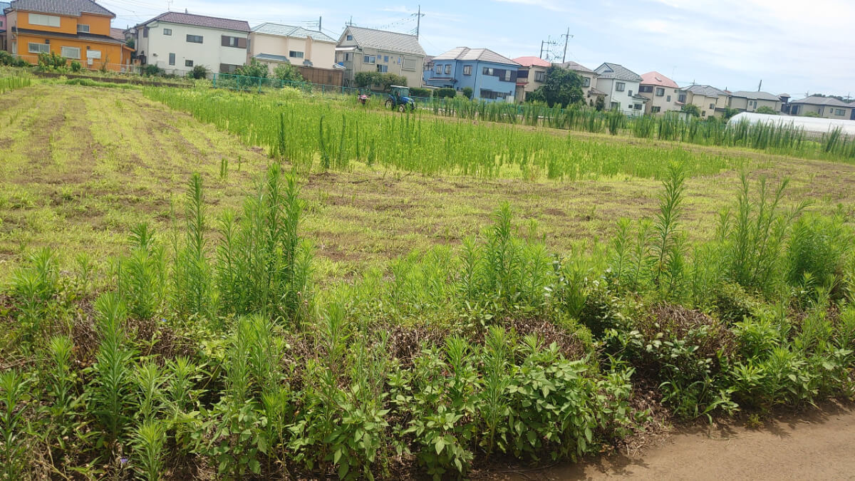現場へのルートが難し過ぎる